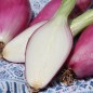 Preview: Zwiebel Tropeana Lunga (Samen)