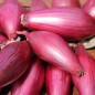 Preview: Zwiebel Tropeana Lunga (Samen)