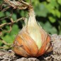 Preview: Zwiebel Walla Walla (Samen)