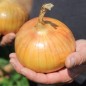 Preview: Zwiebel Walla Walla (Samen)