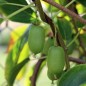 Preview: Mini-Kiwi Issai zwittrig (Pflanze)