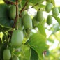 Preview: Mini-Kiwi Issai zwittrig (Pflanze)