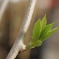 Preview: Mini-Kiwi Bojnice weiblich (Pflanze)