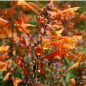 Preview: Agastache Apricot Sunrise