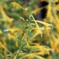 Preview: Agastache Sunset Yellow (Samen)