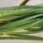 Preview: Agretti (Samen)