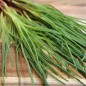 Preview: Agretti (Samen)