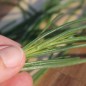 Preview: Agretti (Samen)