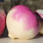 Preview: Mairübchen Norfolk Violetta (Samen)