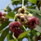 Preview: Akebia White Chocolate (Pflanze)