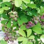 Preview: Akebia White Chocolate (Pflanze)