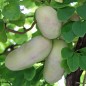 Preview: Akebia White Chocolate