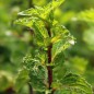 Preview: Algerische Fruchtminze