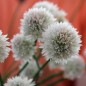Preview: Schnittlauch Wallington White (Pflanze)