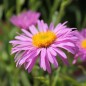 Preview: Alpen-Aster pink (Samen)