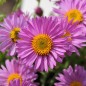 Preview: Alpen-Aster pink (Samen)