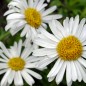 Preview: Alpen-Aster White (Samen)