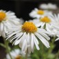 Preview: Alpen-Aster White (Samen)