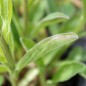 Preview: Alpen-Aster pink (Samen)
