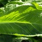 Preview: Am Choi (Samen)