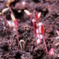 Preview: Amaranth All Red (Samen)