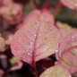 Preview: Gemüseamaranth Ruby (Samen)