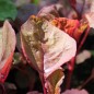 Preview: Gemüseamaranth Ruby (Samen)