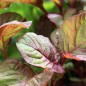 Preview: Gemüseamaranth Ruby (Samen)