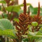 Preview: Amaranth Golden Giant (Samen)
