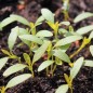 Preview: Amaranth Golden Giant (Samen)