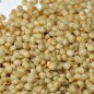 Preview: Amaranth Golden Giant (Samen)