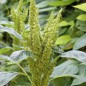Preview: Amaranth Green Thumb (Samen)