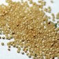 Preview: Amaranth Guatemalan (Samen)