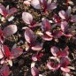 Preview: Amaranth Hopi Red Dye (Samen)