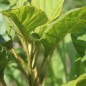 Preview: Amaranth Hot Biscuits (Samen)