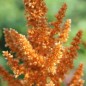 Preview: Amaranth Hot Biscuits (Samen)