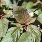 Preview: Amaranth Oeschberg (Samen)