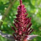 Preview: Amaranth Oeschberg (Samen)