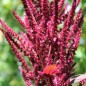 Preview: Amaranth Oeschberg (Samen)