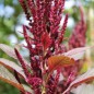 Preview: Amaranth Oeschberg (Samen)
