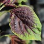 Preview: Amaranth Passion (Samen)