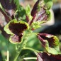 Preview: Amaranth Passion (Samen)