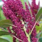 Preview: Amaranth Rio San Lorenzo (Samen)