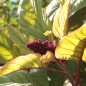 Preview: Amaranth Tarahumara Okite (Samen)