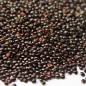 Preview: Amaranth Tarahumara Okite (Samen)