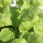 Preview: Gemüseamaranth White Leaf (Samen)