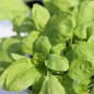 Preview: Gemüseamaranth White Leaf (Samen)
