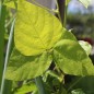 Preview: Amphicarpa - Erdbohne (Samen)