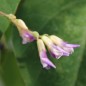 Preview: Amphicarpa - Erdbohne (Samen)