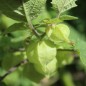 Preview: Ananaskirsche Goldie (Samen)
